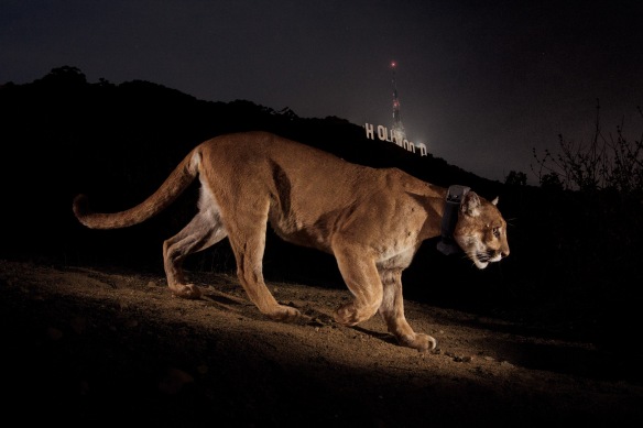 Steve Winter, Cougars, Mountain Lions, Hollywood Hills cougar, North America's Big Cat, National Geographic photographer, Wildlife Photography, LA's elusive wildlife, Urban Wildlife