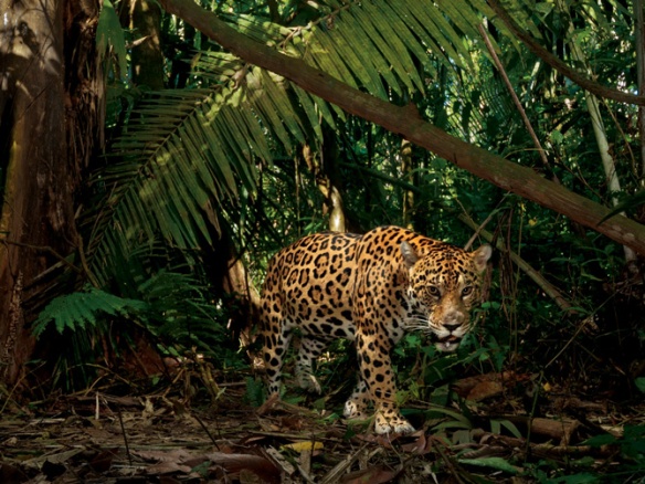 Steve Winter, Jaguars, Amazon, Brazil, Pantanal, rare big cats of South America, Endangered Jaguars,