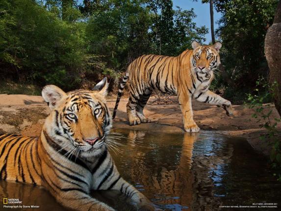 Steve Winter, Tigers Forever, Books, Amazon, Brazil, Pantanal, rare big cats, India, Endangered, Tigers, National Geographic, Photography, Nat Geo Live, Big Cats Forever