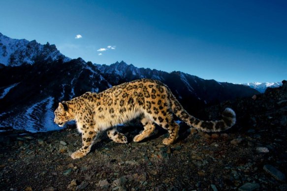 Snow Leopards, Steve Winter, Wildlife Photography, Natinal Geographic, Elusive big cats, cats, endangered snow leopard, Central Asia, mountains
