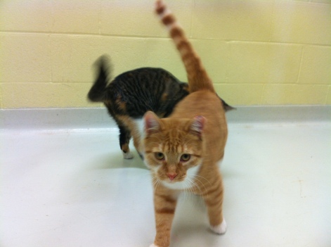cats, orange tabby cats, adoption, Toronto Animal Services, south region, Toronto, resuce, pets, volunteering 