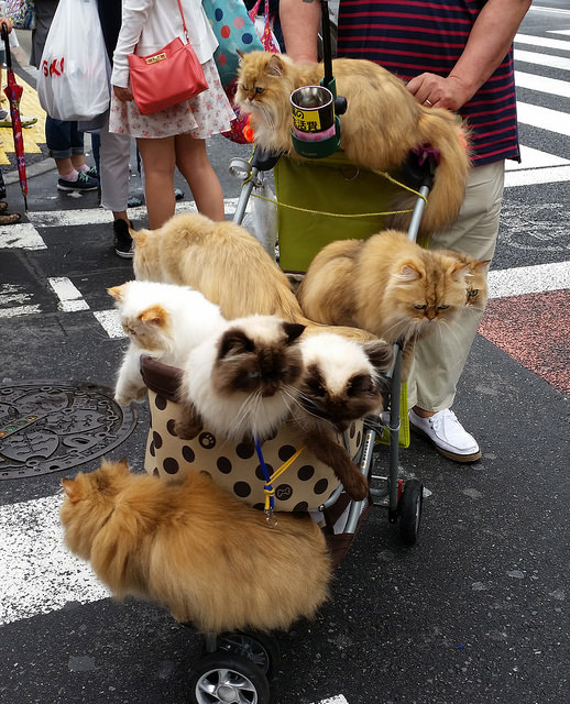 Japan, Cats, Japans Cat man, Japans Cat culture, Cat cafes, Cat Island, Equality for Cats, Masahiko Suga, 