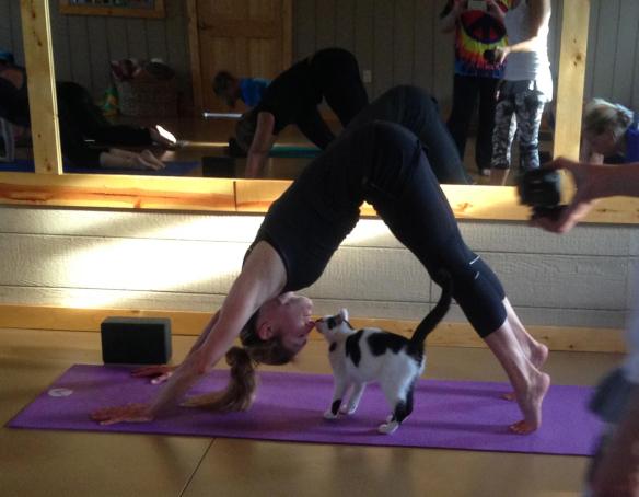 cats, yoga, yoga class with cats, Homeward Bound Pet shelter, Illinois, cat adoptions, new ways to promote cat adoption, Yoga studio opens doors to adoptable cats.
