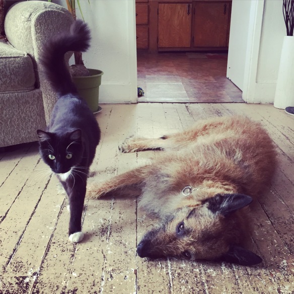 Cats, cats from around the world, Cats in LA, CatConLA, Air bnb, black and white cats, cats and dogs, cats and dogs are friends, cats best friend is a dog, life is better with pets, cats a