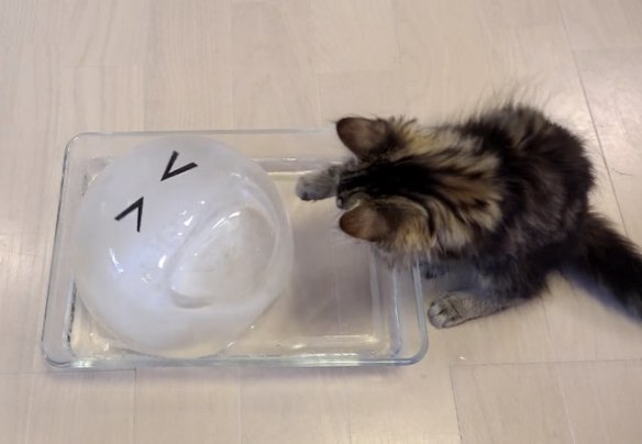 cats, kittens, Cats enjoying an ice ball, 10 cats licking a giant ice ball with a face, cat family, cute cat videos, caturday, DIY cat project, keep cats hydrated in the summer, how to get your cat to drink water, 