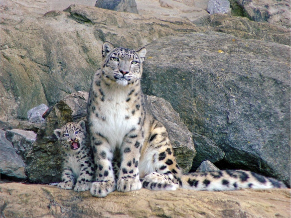 Counting the ghosts of the mountains: sampling snow leopard