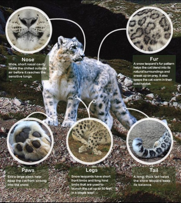 International Snow Leopard Day 2015, Snow Leopards, Endangered Species, big cats, Panthera uncia, Cats of Central Asia, Snow leopard habitat at risk from climate change, climate change, Nepal, Mongolia, Snow Leopard Trust, Snow leopards occur in the mountains of Afghanistan, Bhutan, China, India, Kyrgyzstan, Kazakhstan, Nepal, Mongolia, Pakistan, Russia, Tajikistan, listed in Appendix 1 of CITES, protect from climate change, habitat loss, poaching, beautiful and rare big cats, wild cats 