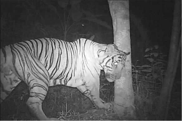 Camera traps, Hair traps, wildlife Phototograhy,tracking rare cats, Malyasia, Tigers, Clouded leopards