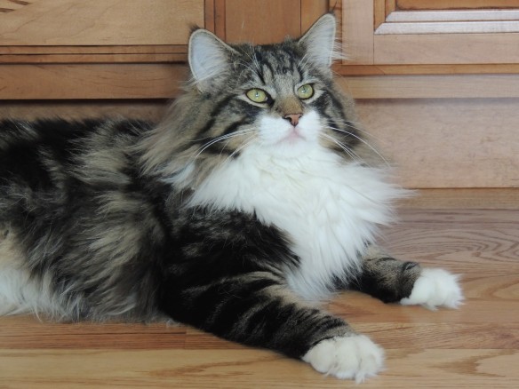 Norwegian Forest Cats, Cats of California, Cats Are Family, Little Lions, Cats of the Internet, Lets Talk About Your Cat, Purr and Roar, Catruday, Cats as teachers,