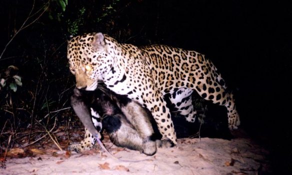 Jaguar, big cats, endangered species, South America, Largest cat in South America, Brazil, Cerrado, Camera Traps, Giant Anteaters, prey