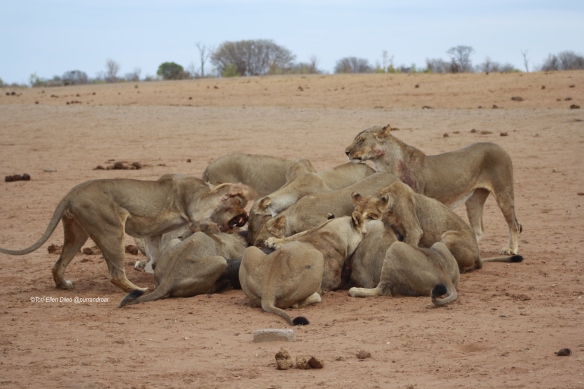 Lions, World Lion Day, ethical tourism, travel, Africa, Hwange National Park, Zimbabwe, endangered species, wildlife photography