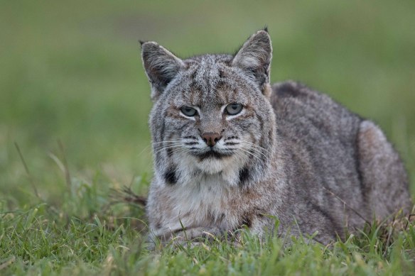 Wyoming Untrapped, Ken Bouley, Bobcats, Trophy hunting, wildlife conservation, wildlife photography