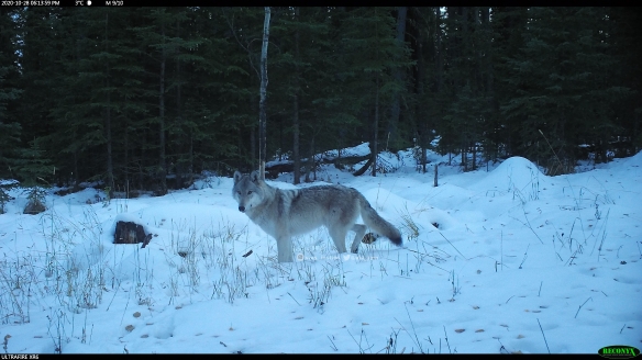 Vivs_Insties, wolves, Wildlife photography, Canadian Wildlife, The wild west, Alberta, Camera trapping